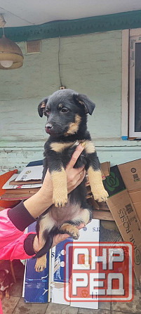 Щенки в добрые руки Донецк - изображение 4