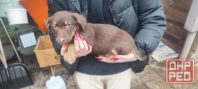Щенки в добрые руки Донецк - изображение 1