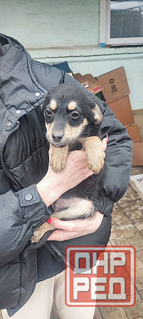 Щенки в добрые руки Донецк - изображение 3