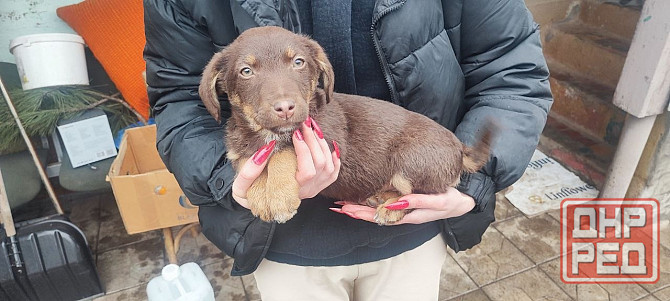 Щенки в добрые руки Донецк - изображение 2