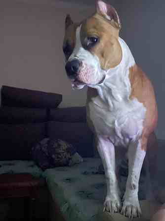 Вязка американский стаффордширский терьер Донецк