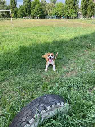 Вязка американский стаффордширский терьер Донецк