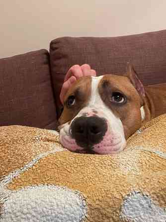 Вязка американский стаффордширский терьер Донецк