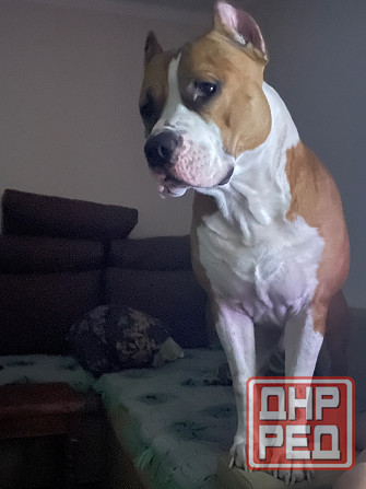 Вязка американский стаффордширский терьер Донецк - изображение 2