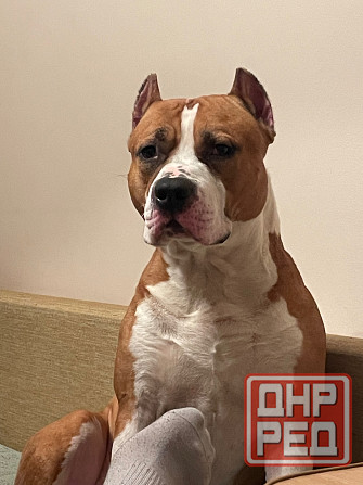 Вязка американский стаффордширский терьер Донецк - изображение 1