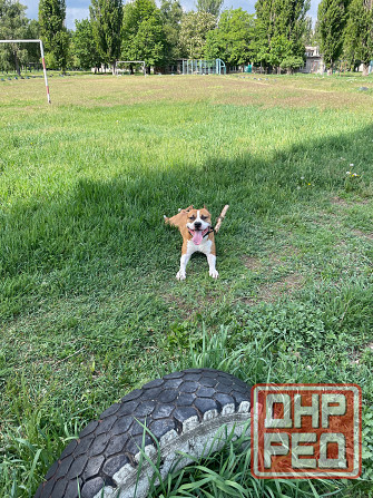 Вязка американский стаффордширский терьер Донецк - изображение 3