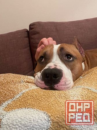 Вязка американский стаффордширский терьер Донецк - изображение 4