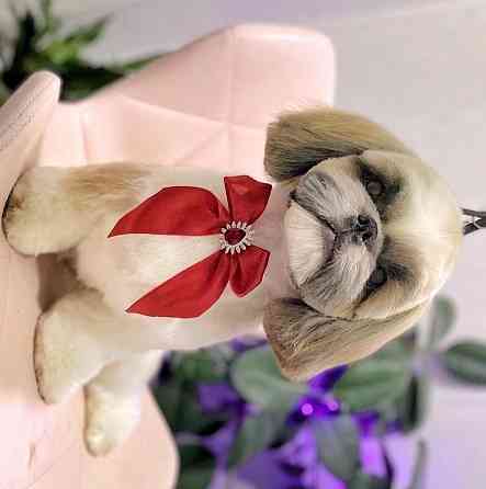 Вязка Ши-тцу Донецк