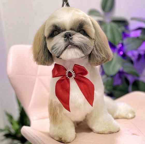 Вязка Ши-тцу Донецк