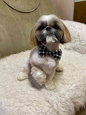 Вязка Ши-тцу Донецк