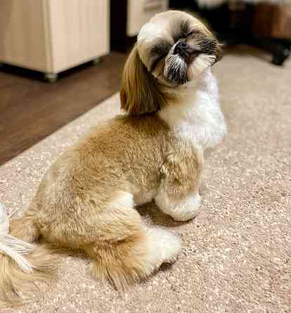 Вязка Ши-тцу Донецк