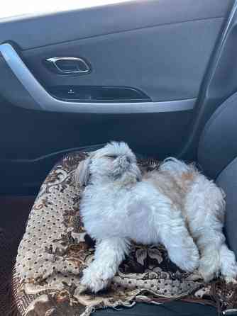 Вязка Ши-тцу Донецк