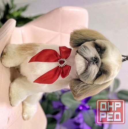 Вязка Ши-тцу Донецк - изображение 5