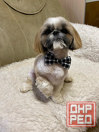 Вязка Ши-тцу Донецк - изображение 3