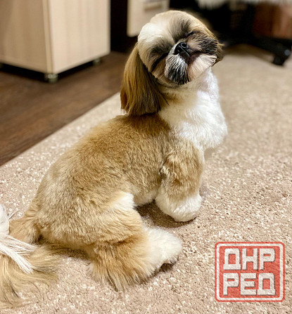 Вязка Ши-тцу Донецк - изображение 2