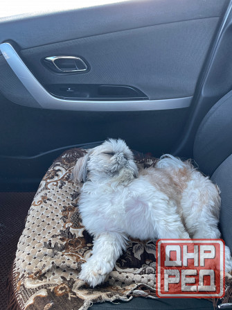 Вязка Ши-тцу Донецк - изображение 4