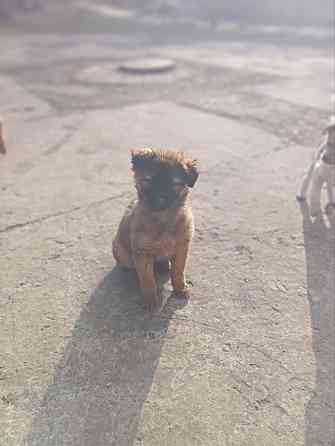 Щенок в добрые руки Донецк