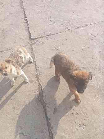 Щенок в добрые руки Донецк