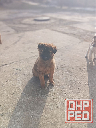 Щенок в добрые руки Донецк - изображение 1