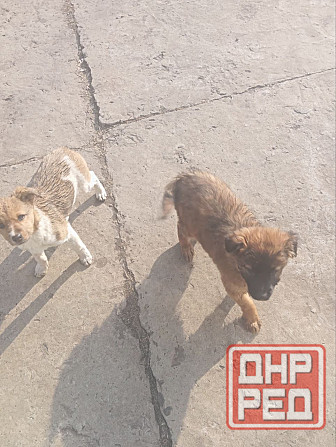 Щенок в добрые руки Донецк - изображение 2