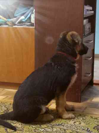 Щенки немецкой овчарки Харцызск