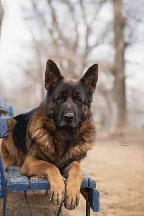 Щенки немецкой овчарки Харцызск