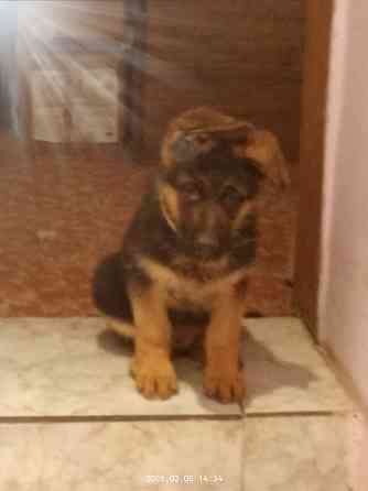 Щенки немецкой овчарки Харцызск