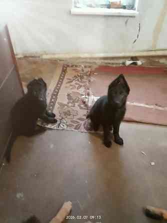 Щенки немецкой овчарки Харцызск