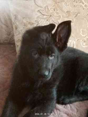 Щенки немецкой овчарки Харцызск