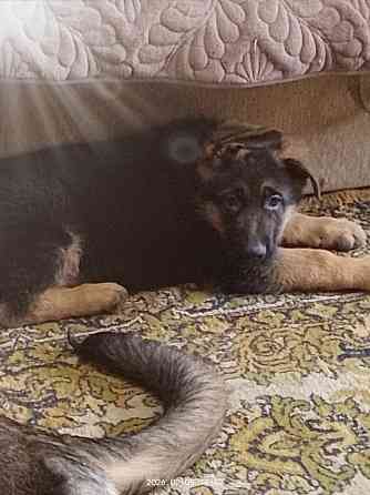 Щенки немецкой овчарки Харцызск