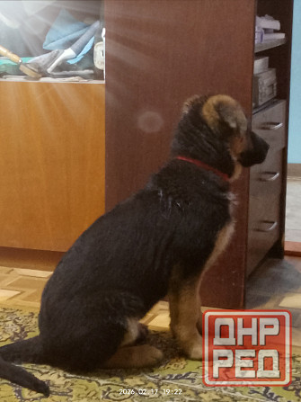 Щенки немецкой овчарки Харцызск - изображение 1