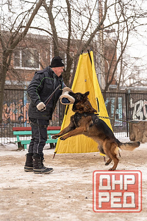 Щенки немецкой овчарки Харцызск - изображение 7