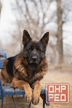 Щенки немецкой овчарки Харцызск - изображение 6