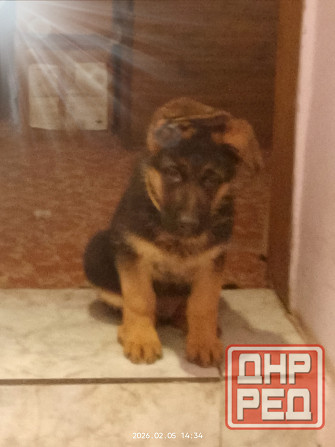 Щенки немецкой овчарки Харцызск - изображение 4