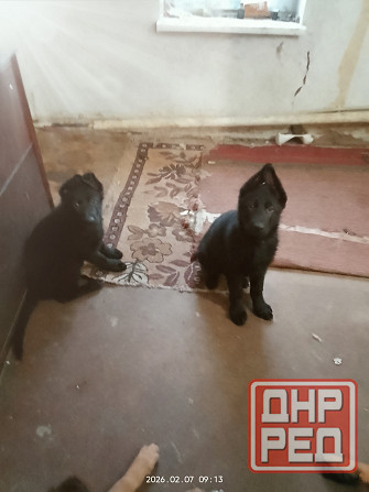 Щенки немецкой овчарки Харцызск - изображение 2