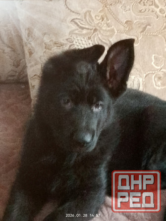 Щенки немецкой овчарки Харцызск - изображение 5