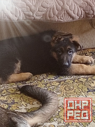 Щенки немецкой овчарки Харцызск - изображение 3