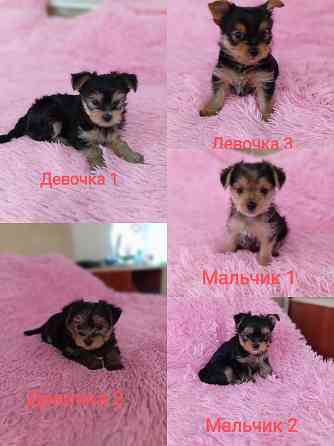 Продаются щенки Йорка Донецк
