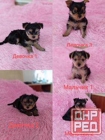 Продаются щенки Йорка Донецк - изображение 1