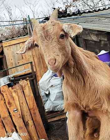 Козлята нубийцы Донецк