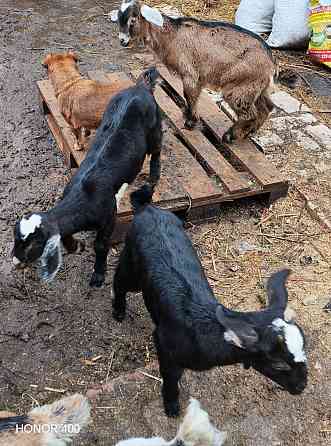 Козлята нубийцы Донецк