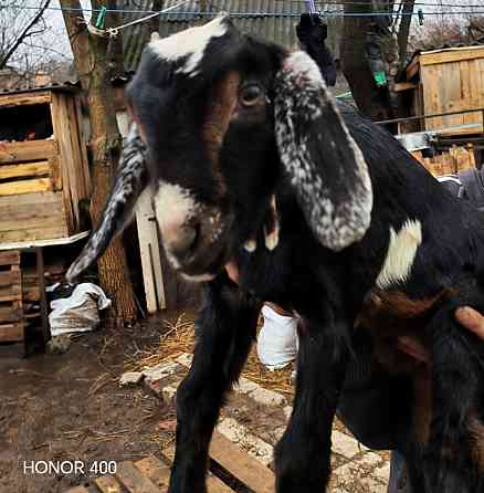 Козлята нубийцы Донецк