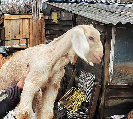 Козлята нубийцы Донецк