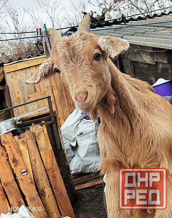 Козлята нубийцы Донецк - изображение 1