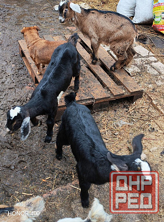 Козлята нубийцы Донецк - изображение 4