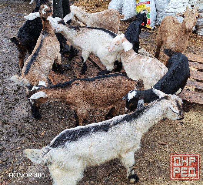 Козлята нубийцы Донецк - изображение 3