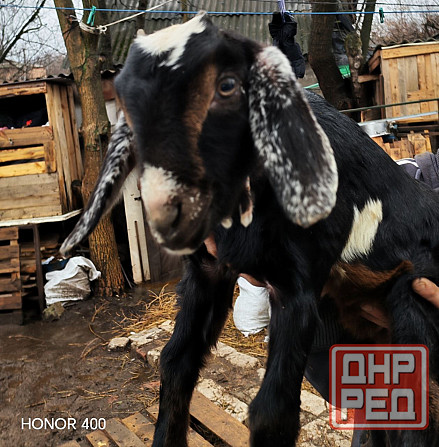 Козлята нубийцы Донецк - изображение 2