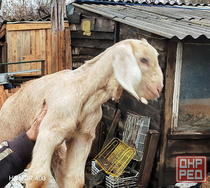 Козлята нубийцы Донецк - изображение 5