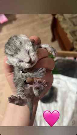 Шотландские котята Донецк