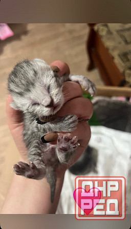 Шотландские котята Донецк - изображение 1